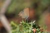 Satyrium esculi